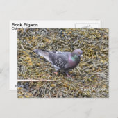 Rock Pigeon Postkarte (Vorne/Hinten)