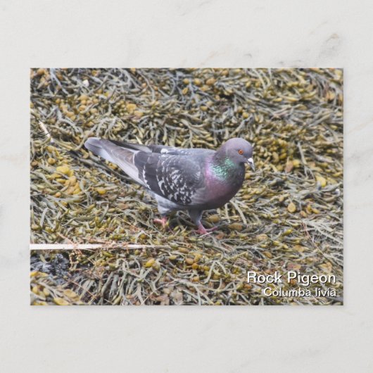 Rock Pigeon Postkarte (Vorderseite)