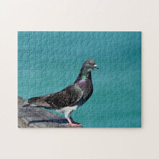 Rock Pigeon Puzzle (Horizontal)
