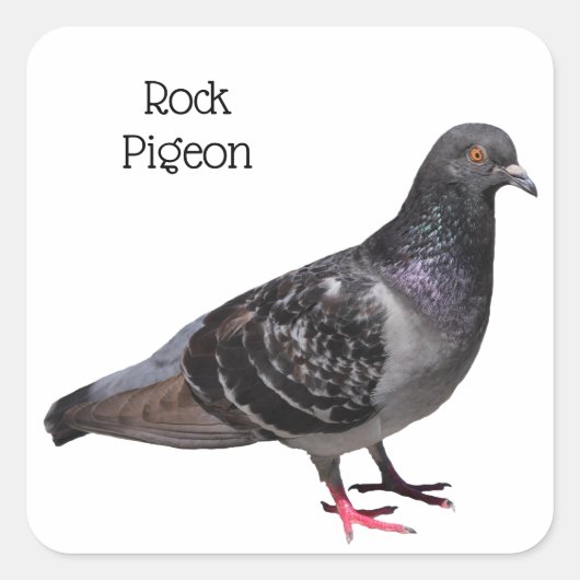 Rock Pigeon Quadratischer Aufkleber (Vorderseite)