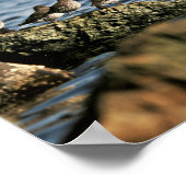 Rock Sandpiper Flock Poster (Ecke)