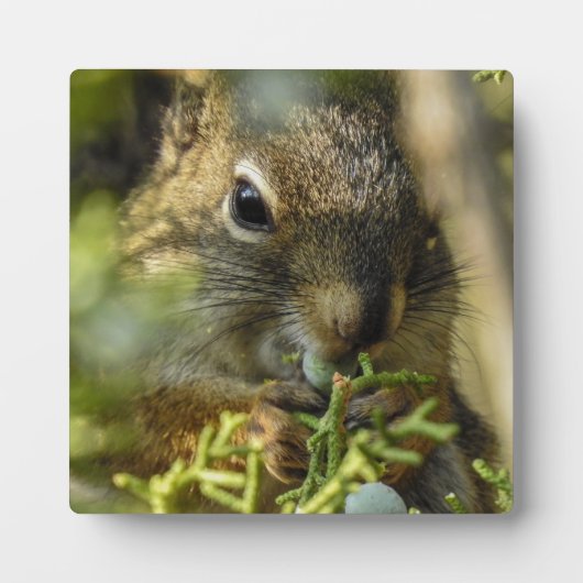 Rock Squirrel Desktop Plaque Fotoplatte (Vorderseite)