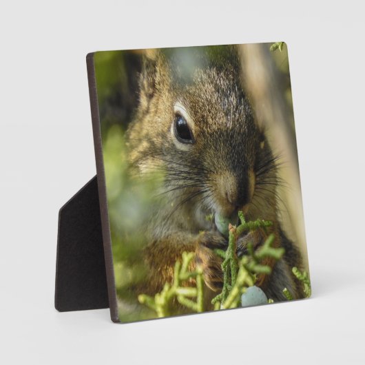 Rock Squirrel Desktop Plaque Fotoplatte (Vorderseite)