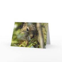Rock Squirrel Notecard