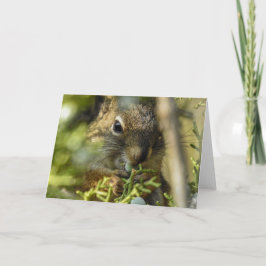 Rock Squirrel Notecard Karte
