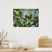 Rock Squirrel Poster (Küche)