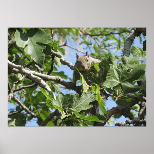 Rock Squirrel Poster (Vorne)