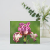 "Rock Star" Iris Fotografie Postkarte (Stehend Vorderseite)