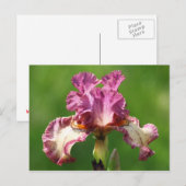 "Rock Star" Iris Fotografie Postkarte (Vorne/Hinten)