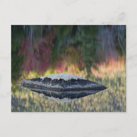 Rock und Baumreflexion, Lily Pond, Weiß Postkarte (Vorderseite)