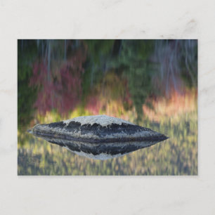 Rock und Baumreflexion, Lily Pond, Weiß Postkarte