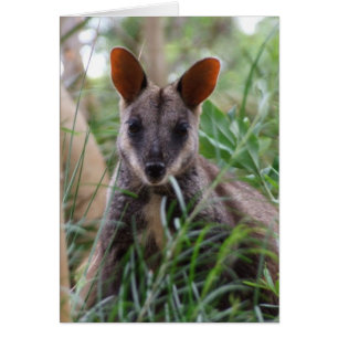 Rock Wallaby Card