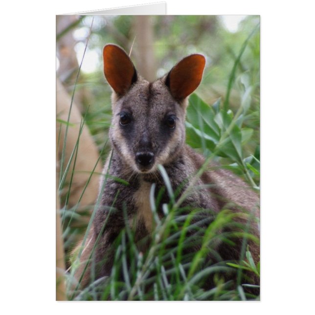 Rock Wallaby Card (Vorne)