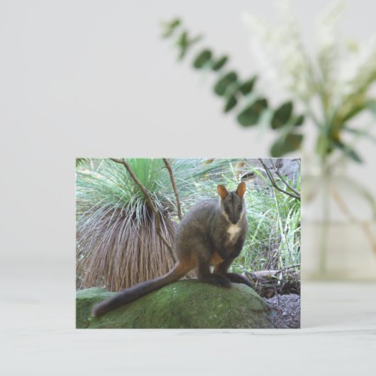 Rock Wallaby Postcard Postkarte (Stehend Vorderseite)