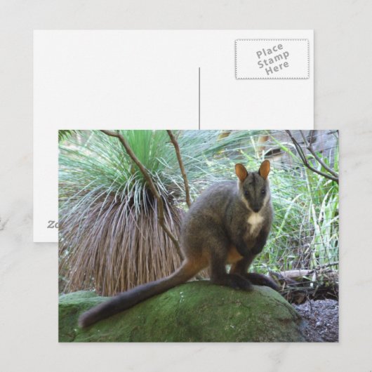 Rock Wallaby Postcard Postkarte (Vorne/Hinten)