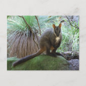 Rock Wallaby Postcard Postkarte (Vorderseite)