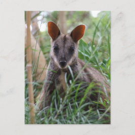 Rock Wallaby Postkarten