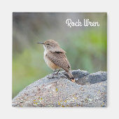 Rock Wren Magnet (Vorne)