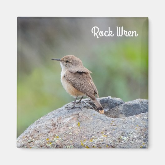 Rock Wren Magnet (Vorne)