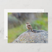 Rock Wren Postkarte (Vorne/Hinten)