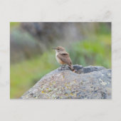 Rock Wren Postkarte (Vorderseite)