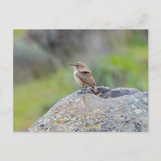 Rock Wren Postkarte (Vorderseite)