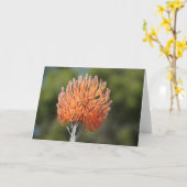 Rocket pincushion protea karte (Gelbe Blume)