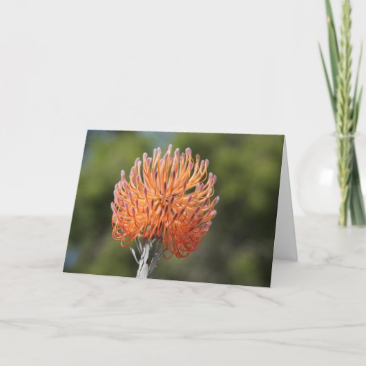 Rocket pincushion protea karte (Vorderseite)
