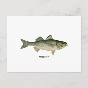 Rockfish-Logo Postkarte
