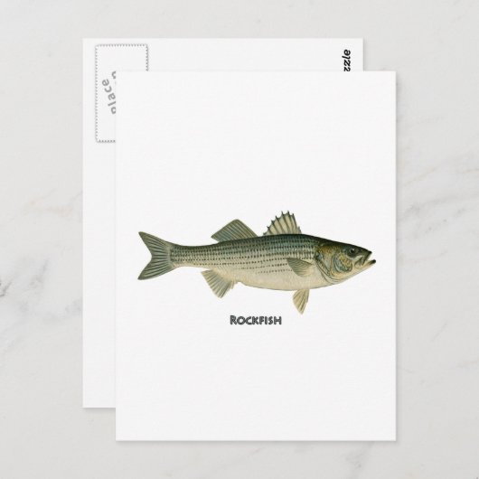 Rockfish-Logo Postkarte (Vorne/Hinten)