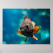 Rockfish Poster (Vorne)
