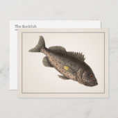Rockfish Postkarte - Stil I (Vorne/Hinten)