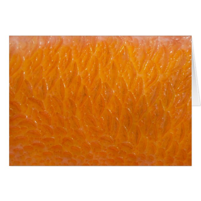 Rockfish Skin (Vorderseite (Horizontal))