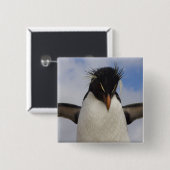 Rockhopper Penguin Eudyptes chrysocome Button (Vorne & Hinten)