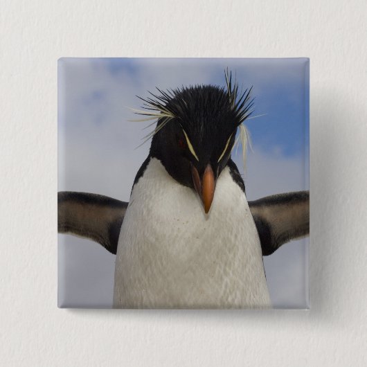 Rockhopper Penguin Eudyptes chrysocome Button (Vorderseite)