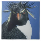 Rockhopper Penguin (Eudyptes chrysocome) Fliese (Vorderseite)