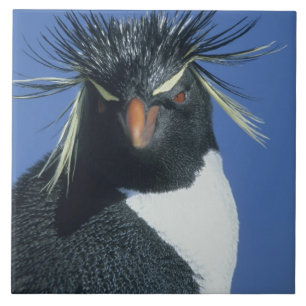 Rockhopper Penguin (Eudyptes chrysocome) Fliese