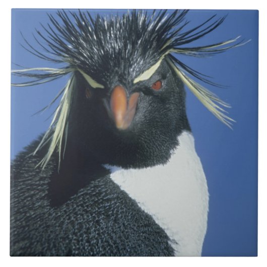 Rockhopper Penguin (Eudyptes chrysocome) Fliese (Vorderseite)