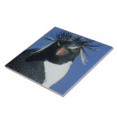 Rockhopper Penguin (Eudyptes chrysocome) Fliese (Seite)