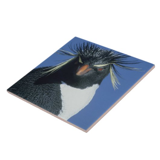 Rockhopper Penguin (Eudyptes chrysocome) Fliese (Seite)