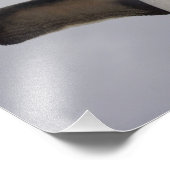 Rockhopper Penguin Eudyptes chrysocome Fotodruck (Ecke)