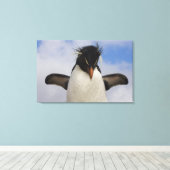 Rockhopper Penguin Eudyptes chrysocome Leinwanddruck (Insitu (Holzboden))