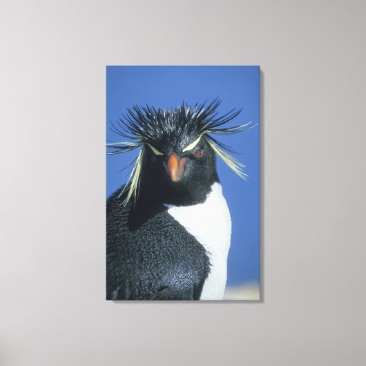Rockhopper Penguin (Eudyptes chrysocome) Leinwanddruck (Vorderseite)
