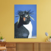 Rockhopper Penguin (Eudyptes chrysocome) Leinwanddruck (Insitu (Wohnzimmer))