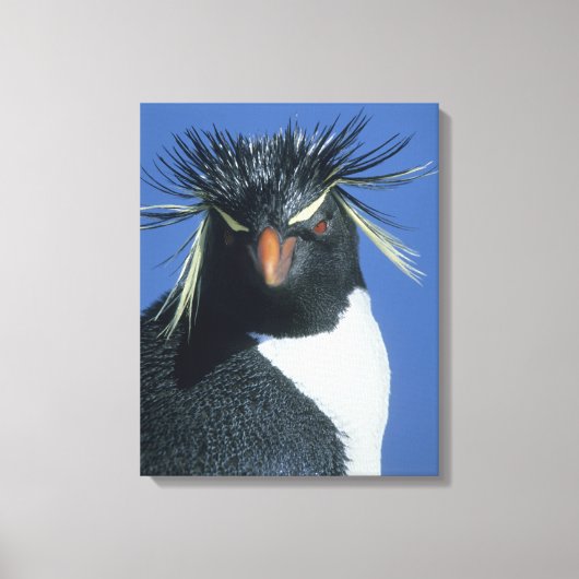 Rockhopper Penguin (Eudyptes chrysocome) Leinwanddruck (Vorderseite)