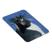Rockhopper Penguin (Eudyptes chrysocome) Magnet (Rechte Seite)