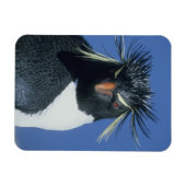 Rockhopper Penguin (Eudyptes chrysocome) Magnet (Horizontal)