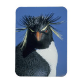 Rockhopper Penguin (Eudyptes chrysocome) Magnet (Vertikal)