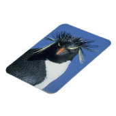 Rockhopper Penguin (Eudyptes chrysocome) Magnet (Linke Seite)
