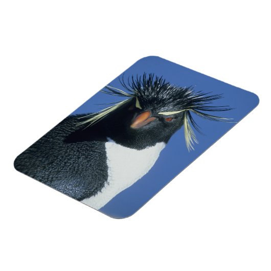 Rockhopper Penguin (Eudyptes chrysocome) Magnet (Linke Seite)